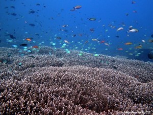 Coral Reef in Bali (Marthen Welly)